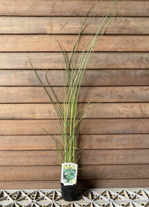 XXLiCgXXLj@c@c؁@|bgA