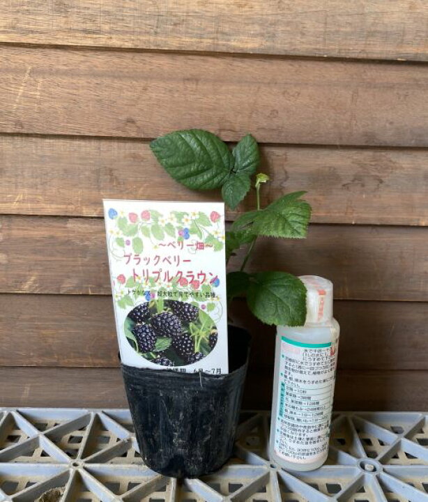 楽天市場】大実トゲナシブラックベリー（トリプルクラウン）《果樹苗 