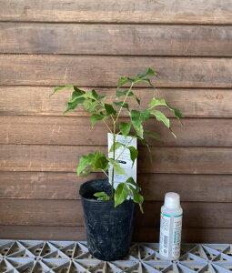 r[r[c[iCkSVj@A@4|bgA