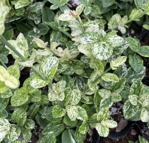 ツルマサキ ハーレクイーン  苗 苗木 庭木 (白斑のツルマサキ、冬季はピンクに紅葉します)