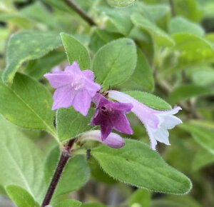 シチョウゲ (紫丁花) ブータン 咲き分けシチョウゲ