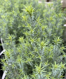 ホワイトスター(コニファー) 4寸ポット植え 苗 苗木 ポット植え