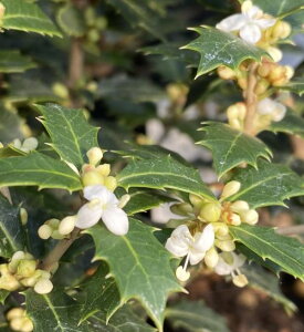 8A@qCM@P@@A@c@c؁@؁@P@劔@XbgA