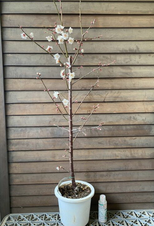 楽天市場】【6寸鉢植え】冬至梅 花梅 苗木 トウジバイ とうじばい 