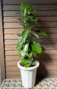 ViijbLj7@ZCjbPCsMщʎct40`80Z`x