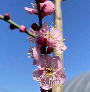 m Ԕ~ c ݂ ׃~`Vxy Ԗ Ԕ~ ͂Ȃ niEz