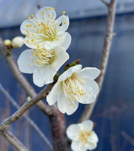 y6AzdӁ@qgGNKN(Ԕ~jy؉Ԗ؁EԔ~E͂Ȃ߁EniEz