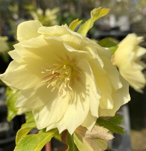 クリスマスローズ ダブルゴールド交配 6寸ポット植え *花色は個体差ありますが、見計らい出荷になります。