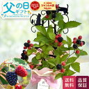 父の日 花 ギフト ブラックベリー 5号鉢 送料無料 父の日ギフト 父の日プレゼント 花 鉢植え 果樹 植物