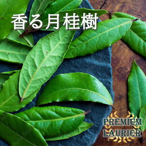 QbPCW v~A[G 10.5cm|bg 錎j n[u c Herb c Ԗ