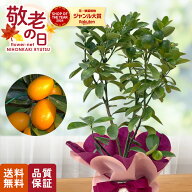 【SS★P10倍】 敬老の日 花 ギフト 大実キンカン 福寿 5号鉢 送料無料 敬老の日ギフト 敬老の日プレゼン…