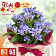 敬老の日 花 ギフト 八重咲きリンドウ アシロブーケ アクア 4号鉢 送料無料 敬老の日ギフト 敬老の日プレ…