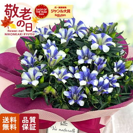 敬老の日 花 ギフト リンドウ 心美白寿 5号鉢 送料無料 敬老の日ギフト 敬老の日プレゼント 鉢植え りんどう