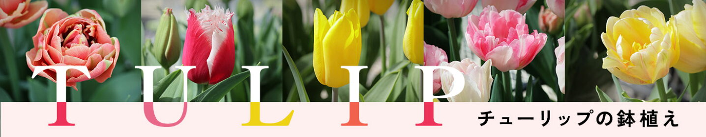 チューリップ