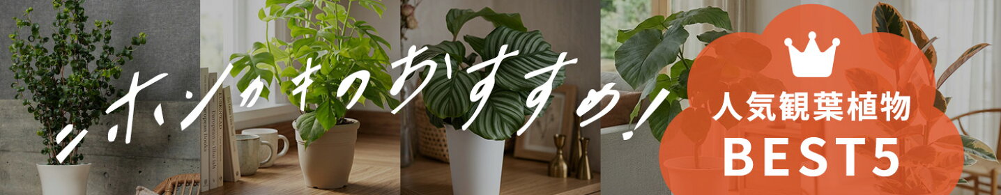 観葉植物おすすめ