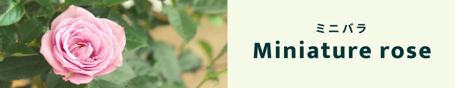 ミニバラ