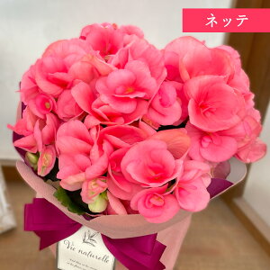 \̔ Iׂ [K[XxSjA 12F 4.5  bsOt Ε ~Mtg v[g A  G`I[xSjA 12{ȍ~