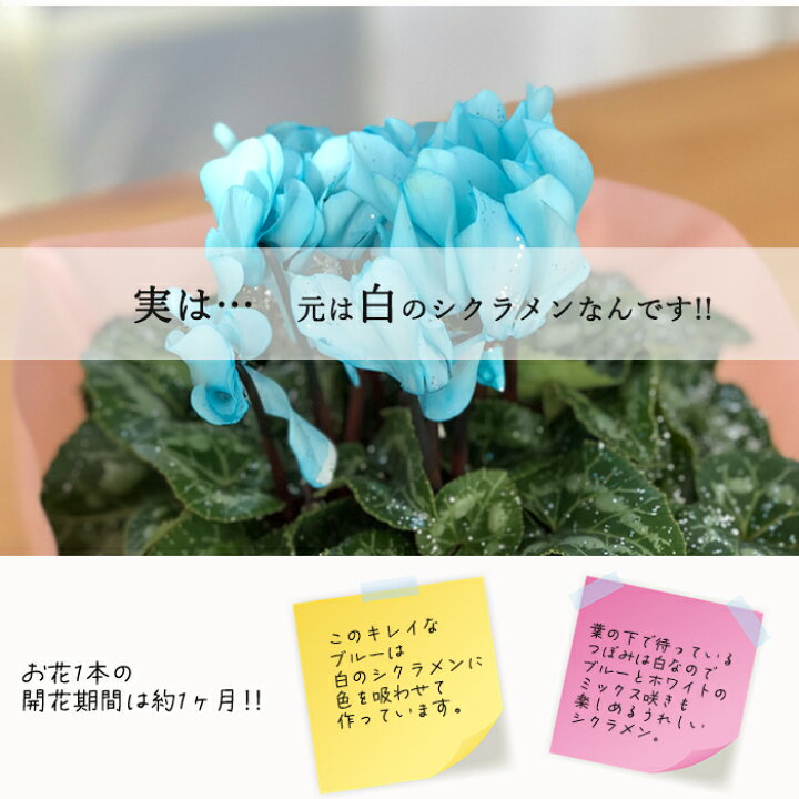 楽天市場 予約販売 ラメ付シクラメン ブルー 4号鉢 送料無料 シクラメン ギフト プレゼント 12月上旬以降発送 フラワーネット 日本花キ流通