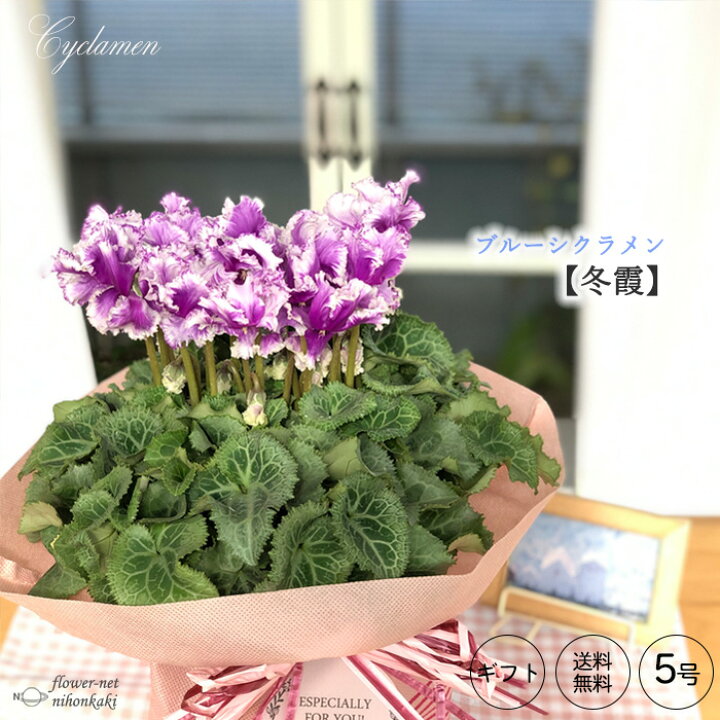 楽天市場 ブルーシクラメン 冬霞 5号鉢 送料無料 大栄花園 シクラメン ギフト お歳暮 プレゼント フラワーネット 日本花キ流通
