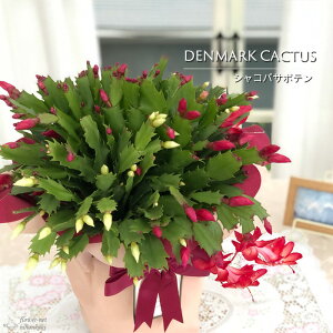 \̔ f}[NJN^X g REnN 6  bsOt VRoT{e zCgx _[N}[ Ε ~Mtg v[g A  12{ȍ~