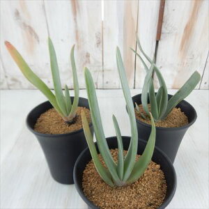 観葉植物 アロエ 種の人気商品 通販 価格比較 価格 Com 観葉植物 アロエ 種の人気商品 通販 価格比較 価格 Com