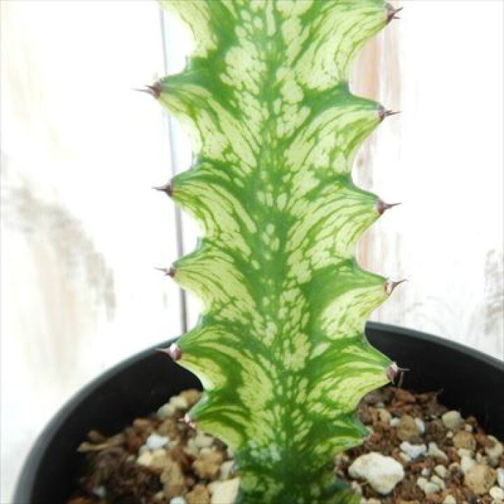 楽天市場】多肉植物 caユーフォルビア 沖天閣交配錦 Euphorbia ingens 