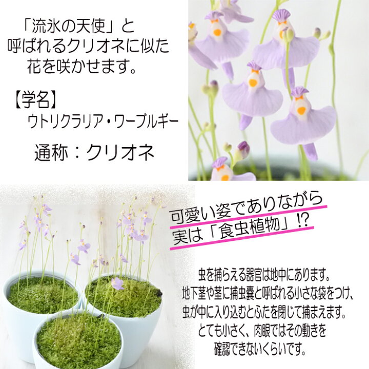 楽天市場 クリオネ 食虫植物 ウトリクラリア ミミカキグサ 3号鉢 フラワーネット 日本花キ流通 楽天市場 クリオネ 食虫植物 ウトリクラリア ミミカキグサ 3号鉢 フラワーネット 日本花キ流通