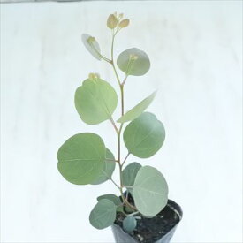 ユーカリ ポポラス ポリアンセモス 9cmポット 苗 ハーブ 常緑高木 Herb