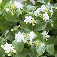 アラビアンジャスミン 苗 10.5cmポット マツリカ 茉莉花 ハーブ苗 Herb