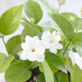アラビアンジャスミン 茉莉花 まつりか マツリカ ジャスミンティー 花苗 10.5cmポット 鉢植え Herb