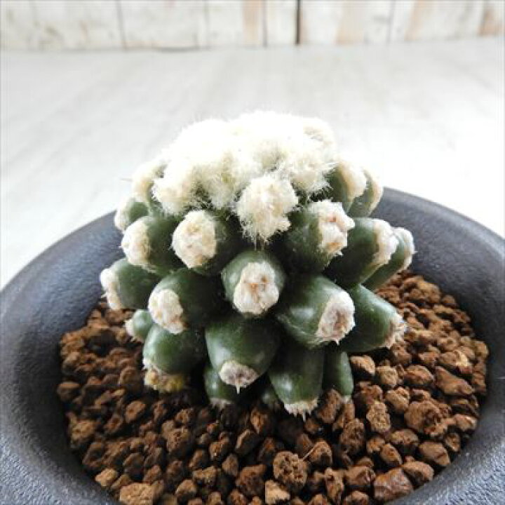楽天市場】多肉植物 caサボテン 金鯱 モンストローサ 多肉植物 7.5cm 