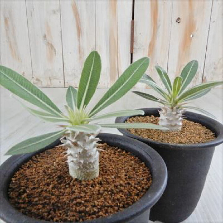 1313円 ワンピなど最旬ア 多肉植物 Caパキポディウム ドラケイ 実生 7 5cmポット コーデックス