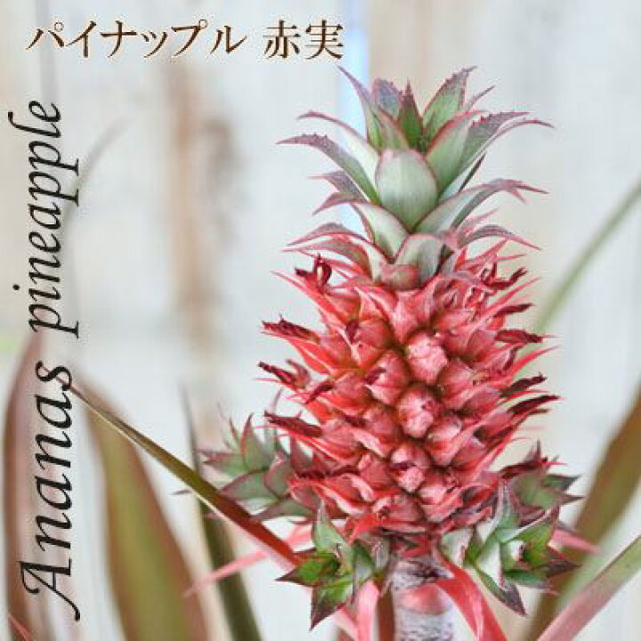 楽天市場 パイナップル 赤実 観賞用 6号鉢 苗 トロピカルフルーツ 観葉植物 インテリア おしゃれ フラワーネット 日本花キ流通
