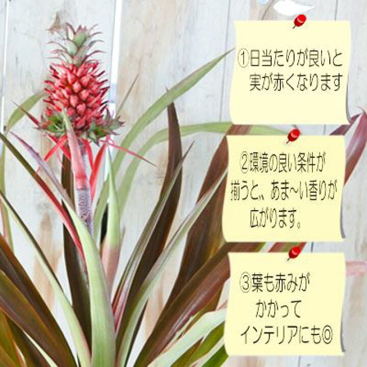 楽天市場 パイナップル 赤実 観賞用 6号鉢 苗 トロピカルフルーツ 観葉植物 インテリア おしゃれ フラワーネット 日本花キ流通