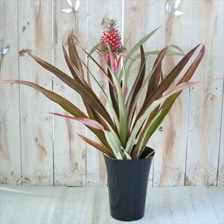 楽天市場 パイナップル 赤実 観賞用 6号鉢 苗 トロピカルフルーツ 観葉植物 インテリア おしゃれ フラワーネット 日本花キ流通