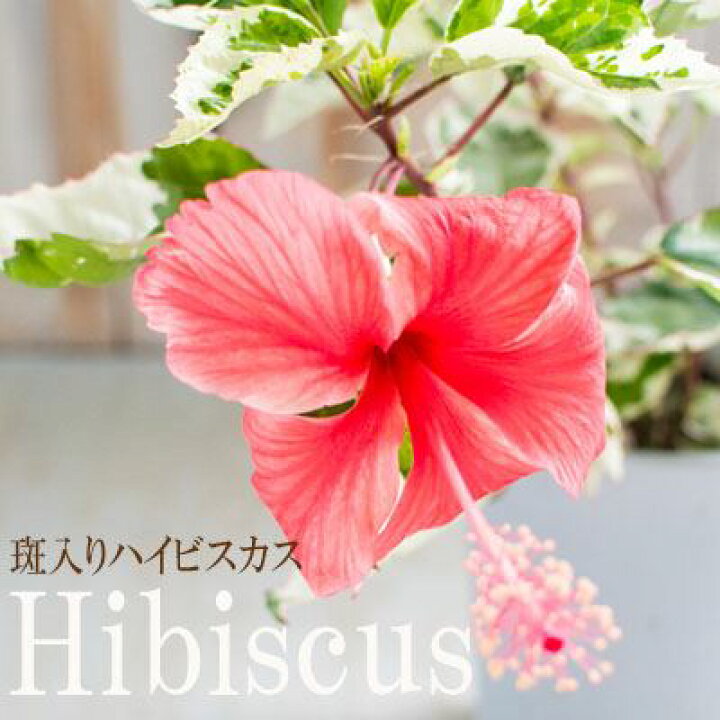 楽天市場 斑入りハイビスカス ハイビスカス 赤花 花苗 4号鉢 鉢植え フラワーネット 日本花キ流通