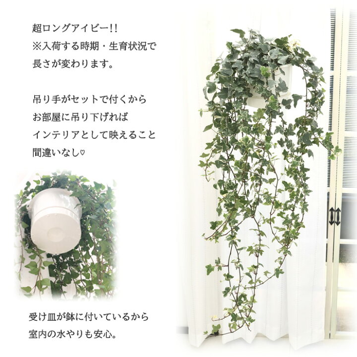 楽天市場 アイビー ホワイトバリエガータ 5号鉢 吊り 送料無料 観葉植物 苗 インテリア おしゃれ ヘデラ フラワーネット 日本花キ流通