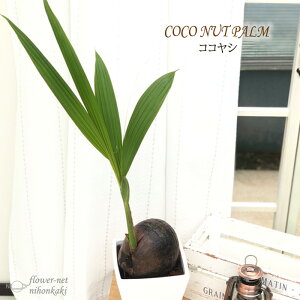 観葉植物 ココヤシ 6号鉢 ヤシ 陶器鉢 送料無料 観葉植物 室内 贈り物 プレゼント インテリア おしゃれ