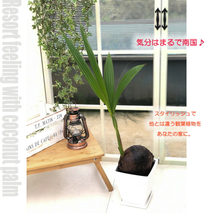 楽天市場 ココヤシ 6号鉢 陶器鉢 送料無料 観葉植物 苗 インテリア おしゃれ ココナッツパーム ヤシの実 フラワーネット 日本花キ流通 楽天市場 ココヤシ 6号鉢 陶器鉢 送料無料 観葉植物 苗 インテリア おしゃれ ココナッツパーム ヤシの実 フラワーネット 日本花キ流通