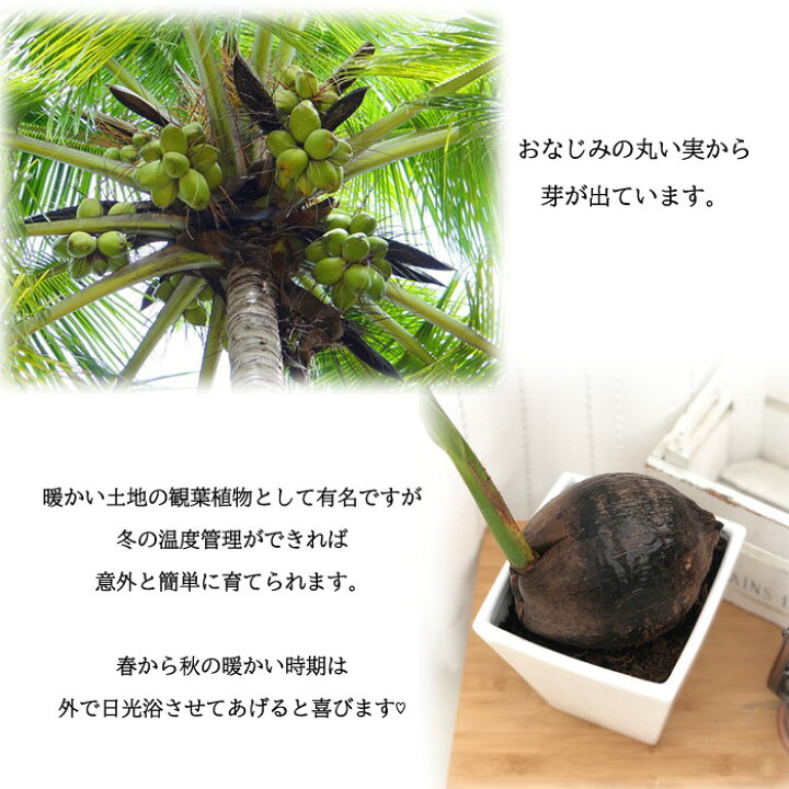 楽天市場 ココヤシ 6号鉢 陶器鉢 送料無料 観葉植物 苗 インテリア おしゃれ ココナッツパーム ヤシの実 フラワーネット 日本花キ流通