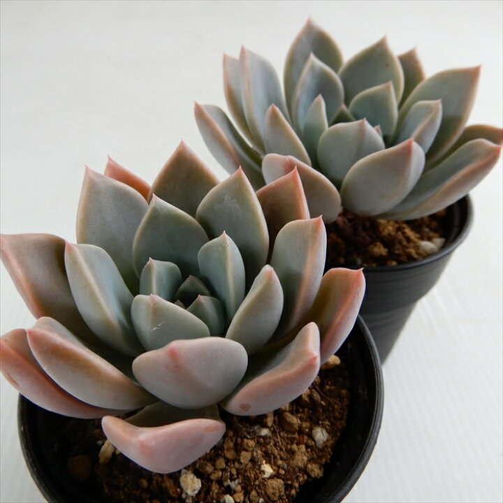 多肉植物 Hmグラプトベリア オパリナ グラプトベリア 6cmポット 驚きの価格が実現