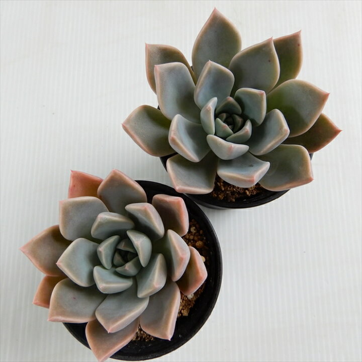 楽天市場 多肉植物 Hmグラプトベリア ピンクプリティ 多肉植物 グラプトベリア 6cmポット フラワーネット 日本花キ流通