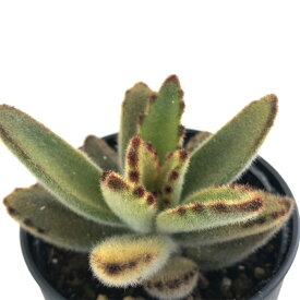 楽天市場 多肉植物 カランコエの通販