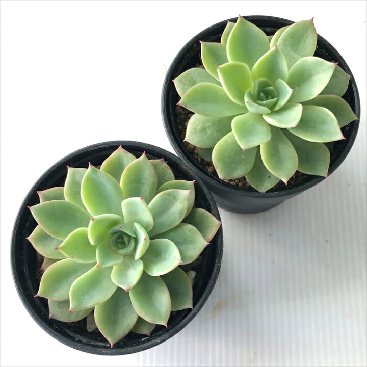 楽天市場 多肉植物 Hmエケベリア アイスピンキー 多肉植物 エケベリア 6cmポット フラワーネット 日本花キ流通