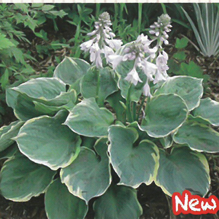 楽天市場 予約販売 宿根草の咲く庭 ホスタ ピザッツ 宿根草苗 9cmロングポット ガーデニング 多年草 4月下旬以降発送 フラワーネット 日本花キ流通