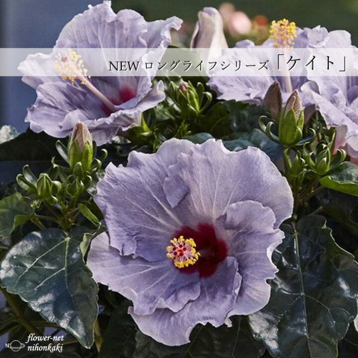 楽天市場 予約販売 ハイビスカス ニューロングライフ ケイト 3 5号鉢 ガーデニング 花苗 鉢花 5月下旬以降発送 フラワーネット 日本花キ流通