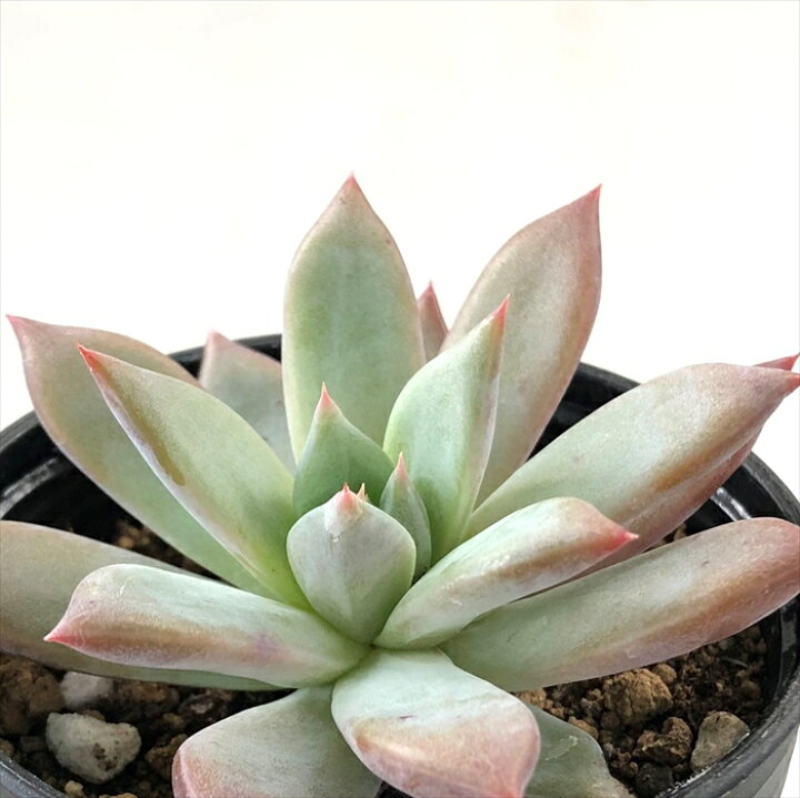 楽天市場】多肉植物 hxエケベリア リンゼアナ×ブランデティ 多肉植物 