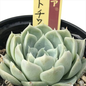 A ori~bNXxA No.025 Ao[g` A 炢c  GPxA 6cm|bg