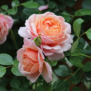 \̔ oc oc M[ GUxXX`[g lG炫 KN ΂  sN ommo 2{ȍ~