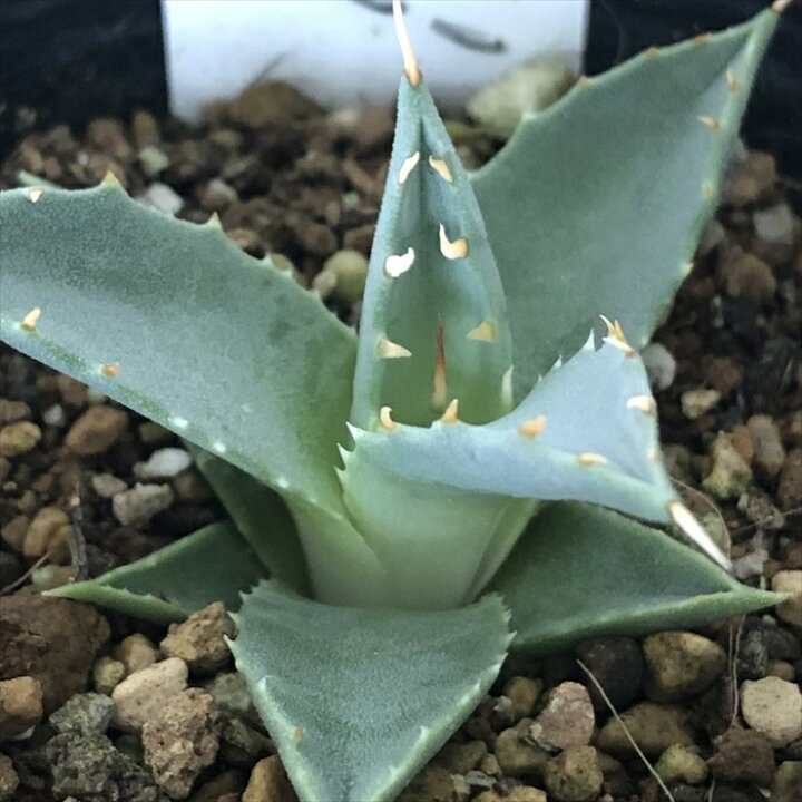 楽天市場】多肉植物 caアガベ ユタエンシス エボリスピナ 6cmポット  